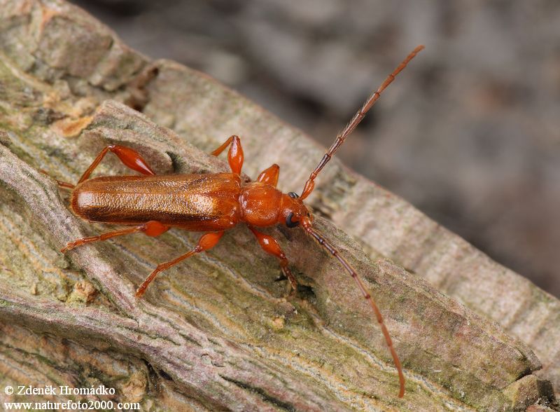 tesařík, Leioderes kollari, Callidiini, Cerambycidae (Brouci, Coleoptera)